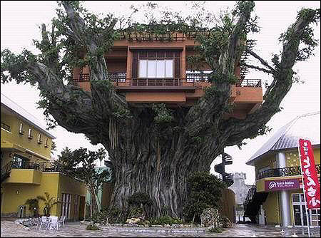 [Image: tree-house.jpg]