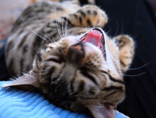 laughing-cat1.jpg