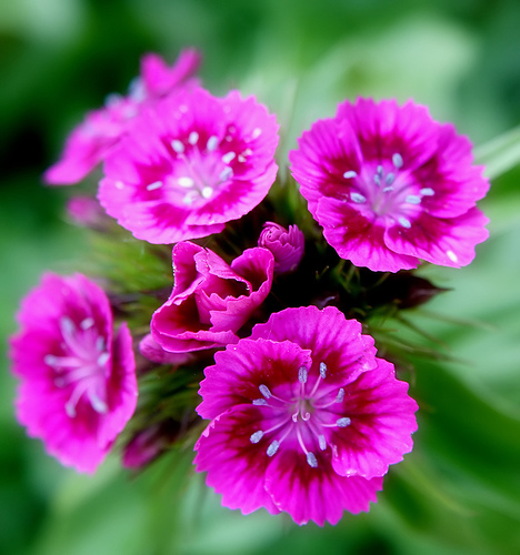 http://brightdays.files.wordpress.com/2009/04/pink-flowers.jpg